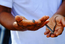 Hands Holding Small Rat Snake Close Up, Care With Wildlife.