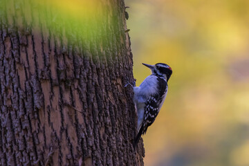 Poster - Male hairy woodpecker (Leuconotopicus villosus) in autumn