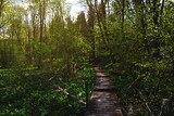 Fototapeta Natura - Path in the forest