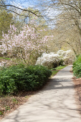 Sticker - Magnolia trees and path in a park at the beginning of spring