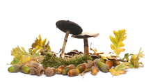 Oak Leaves, Acorn, Green Moss And Mushrooms (Agaricus Bisporus) Isolated On White Background
