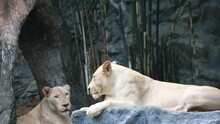 A Large Female White Lion Lounging On A Rock.