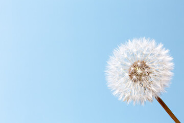 white dandelion on a blue background