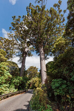 Two Ancient Kauri Trees On The Roadside