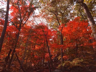 red maple leaves