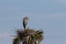 Great Blue Heron On Nest In Florida Marsh