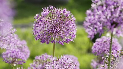 Fotomurales - Allium giganteum flowers natural background