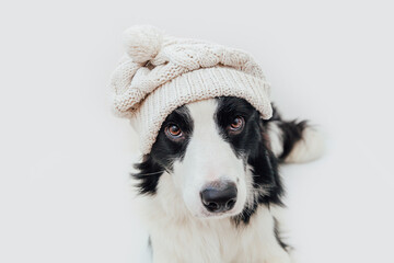 Funny studio portrait of cute smiling puppy dog border collie wearing warm knitted clothes white hat isolated on white background. Winter or autumn portrait of new lovely member of family little dog.