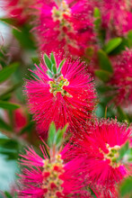 Melaleuca Viminalis, Known As Weeping Bottlebrush, Or Creek Bottlebrush Is A Plant In The Myrtle Family, Myrtaceae And Is Endemic To New South Wales, Queensland And Western Australia.