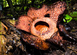 Rafflesia tuan-mudae, Gunung Gading National Park, Sarawak, Malaysia