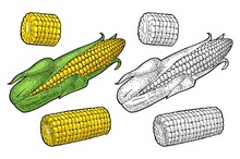 Ripe Corn Cob With And Without Leaves. Vector Color Vintage Engraving