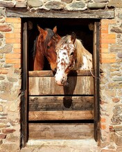 Horse In A Barn