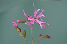 Ragged Robin, Grown From Seed, In Flower 19 October 2020