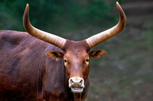 African Watusi Cow