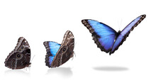 Collage With Blue Morpho Butterfly Flying Up On White Background. Banner Design