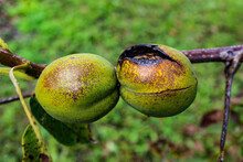 Two Walnuts In Green Shells Burned By The Sun, One Walnut Cracked.