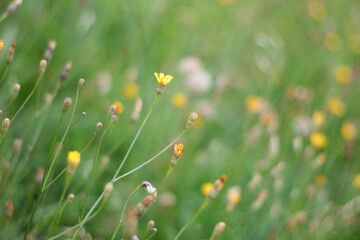 Sticker - Meadow with flowers  green grass