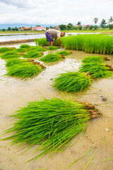 Wall Mural - Rice seedlings in rice field.baby paddy.