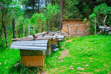 Wall Mural - colmenas de siembra de abejas 