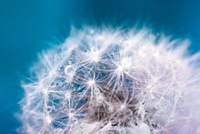 Soft Fluffy Dandelion Seeds Close Up With Water Droplets On A Blue Background