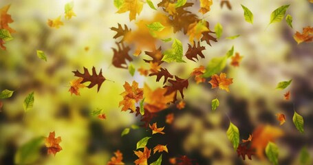 Wall Mural - Animation of beautiful falling leaves in autumn background loop