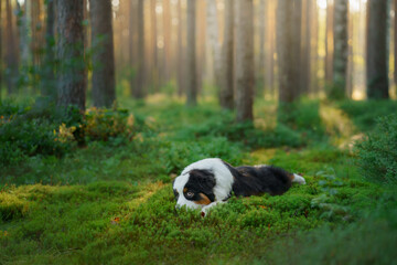 Wall Mural - dog in a pine forest. Australian Shepherd in nature. sunny Landscape with a pet. 