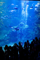 Poster - 水族館の大水槽