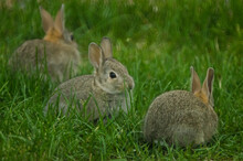 A Trio Of Rabbits In A Grassy Yard.