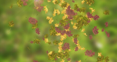 Wall Mural - Animation of falling leaves color in autumn loop