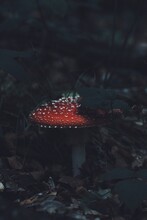 Amanita Muscaria, Fly Agaric, Fly Amanita In Forest