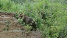 Brown Bear On A Hill In Forest