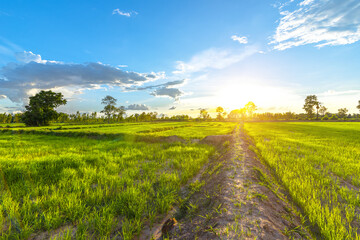 Wall Mural - leaves green field and sunset with beautiful sky sunset. Landscape rice farm backgroung.