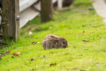 Wall Mural - one cute brown bunny with both ears down to its back eating on green grass field by the fence in the park