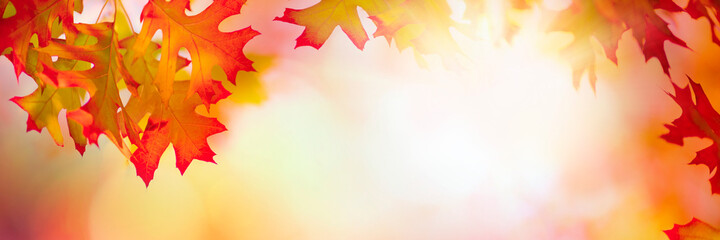 Poster - Autumn leaves over golden sunny bokeh background, multi colored leaves sunset copy space, colorful fall backdrop