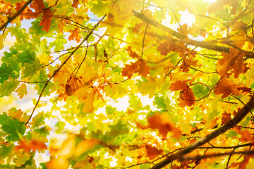 Poster - Multi colored autumn leaves on sunny sky background, colorful tree in fall