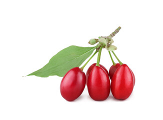 Dogwood fruits isolated on white background