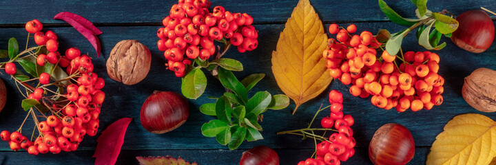 Poster - Autumn panorama with autumn leaves and chestnuts, an overhead flat lay shot on a blue background