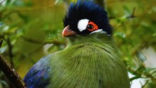 Hartlaub's Touraco,  African Bird Close Up Sitting In A Tree And Looking Around