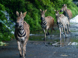 Fototapeta Sawanna - five zebras galloping together on the road