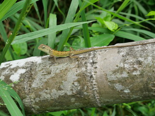 Baby Oriental garden or Eastern garden or Changeable lizard on tree with natural green leaves in the background. Thailand	