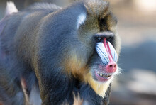 Colorful Mandrill Baboon