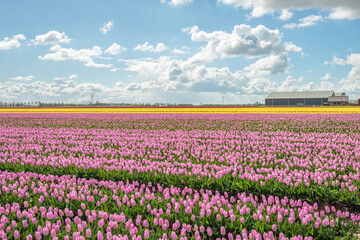 Canvas Print - Large field with pink flowering tulips at a specialized Dutch flower bulb nursery on the South Holland island of Goeree-Overflakkee. The photo was taken in the spring season.