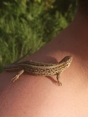 lizard on a rock