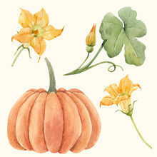 Beautiful Vector Stock Illustration With Watercolor Pumpkin Vegetable.