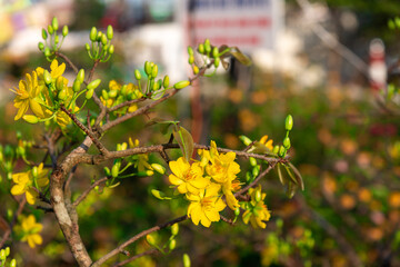 Yellow apricot blooming flower in Tet holiday