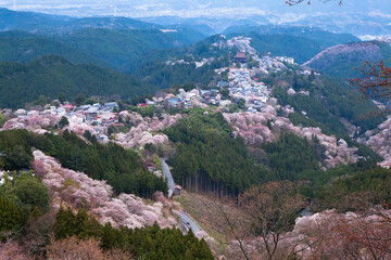 Canvas Print - 吉野(上千本)