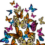 Fototapeta Motyle - Flying multicolored butterflies. Vector illustration