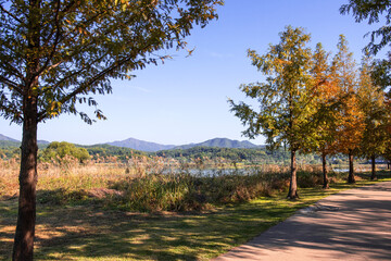 Wall Mural - The beautiful landscape of early autumn lakeside .