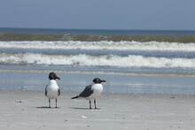 Seagull On Atlantic Coast Of Florida