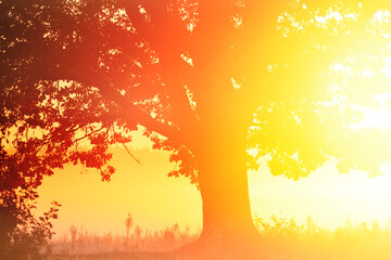 Silhouette of a mighty oak tree in the morning fog on a frosty autumn morning. Artistic photo.